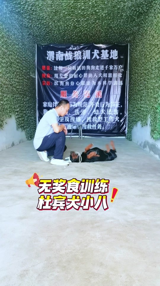 渭南黑旦犬舍，最新德牧品质与专业的完美融合